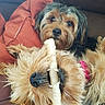 Remy joined the competition — help win amazing prizes! dog, pet, bone, chewing, fluffy, couch, indoor, relaxed, cute, companion, animal, fur, snout, collar, resting, playful, brown, black, nose, closeup