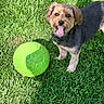 dog, grass, green_ball, outdoor, pet, tongue_out, small_dog, playful, sunlight, fur, collar, animal, cute, happy, nature, yard, summer, toy, mammal, canine