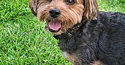 Remy joined the competition — help win amazing prizes! dog, grass, outdoor, pet, canine, happy, fur, collar, animal, nature, tongue, smile, closeup, mammal, friendly, portrait, small_dog, cute, playful, daylight