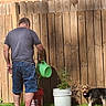 Remy is registered to the contest to win money with this photo: man, dog, watering_can, garden, backyard, wooden_fence, plant, bucket, grass, casual_clothing, shorts, tshirt, pet, sunlight, outdoor, summer, greenery, canine, animal, leisure