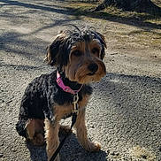 Remy joined the competition — help win amazing prizes! dog, outdoor, path, tree, lake, shadow, sunlight, collar, leash, pet, nature, grass, water, park, animal, fur, sitting, daylight, scenery, quiet