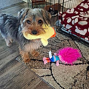 Zip joined the competition — help win amazing prizes! dog, toy, plush_toy, carpet, dog_crate, blanket, indoor, floor, pet, animal, furniture, wood_floor, playful, small_dog, cute, brown_dog, fur, living_room, domestic, pet_toy