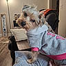 dog, pet, hoodie, clothing, indoor, living_room, blanket, couch, lamp, wooden_floor, welcome_sign, table, pillow, fur, small_dog, cute, cozy, home, relaxing, canine