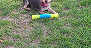 Zip joined the competition — help win amazing prizes! dog, grass, toy, collar, pet, playful, outdoor, small_dog, tongue_out, happy, animal, nature, greenery, cute, canine, summer, park, resting, lawn, playtime