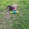 dog, grass, toy, collar, pet, playful, outdoor, small_dog, tongue_out, happy, animal, nature, greenery, cute, canine, summer, park, resting, lawn, playtime