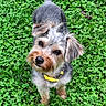 dog, small_dog, pet, yellow_collar, grass, clover, outdoor, cute, curious, fluffy, fur, animal, canine, nature, greenery, looking_up, portrait, close_up, ears, snout