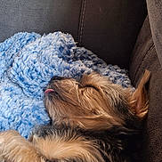 Storm joined the competition — help win amazing prizes! dog, sleeping, blanket, blue_blanket, couch, fur, pet, resting, tongue_out, cozy, indoor, closeup, brown_fur, black_fur, relaxation, cute, snuggle, animal, companion, home