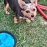 Storm joined the competition — help win amazing prizes! dog, grass, frisbee, collar, pet, outdoor, playful, tongue_out, small_dog, ears, garden_hose, canine, animal, looking_up, greenery, summer, happy, cute, nature, toy