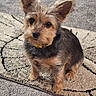 Storm is registered to the contest to win money with this photo: dog, small_dog, pet, indoor, carpet, curious, ears, fur, animal, cute, sitting, looking_up, companion, domestic_animal, adorable, friendly, canine, brown, black, yellow_collar