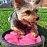 dog, small_dog, frisbee, pink, grass, outdoor, sunny, tongue_out, happy, pet, yard, ears, fur, playing, toy, brick_wall, greenery, closeup, daytime, animal