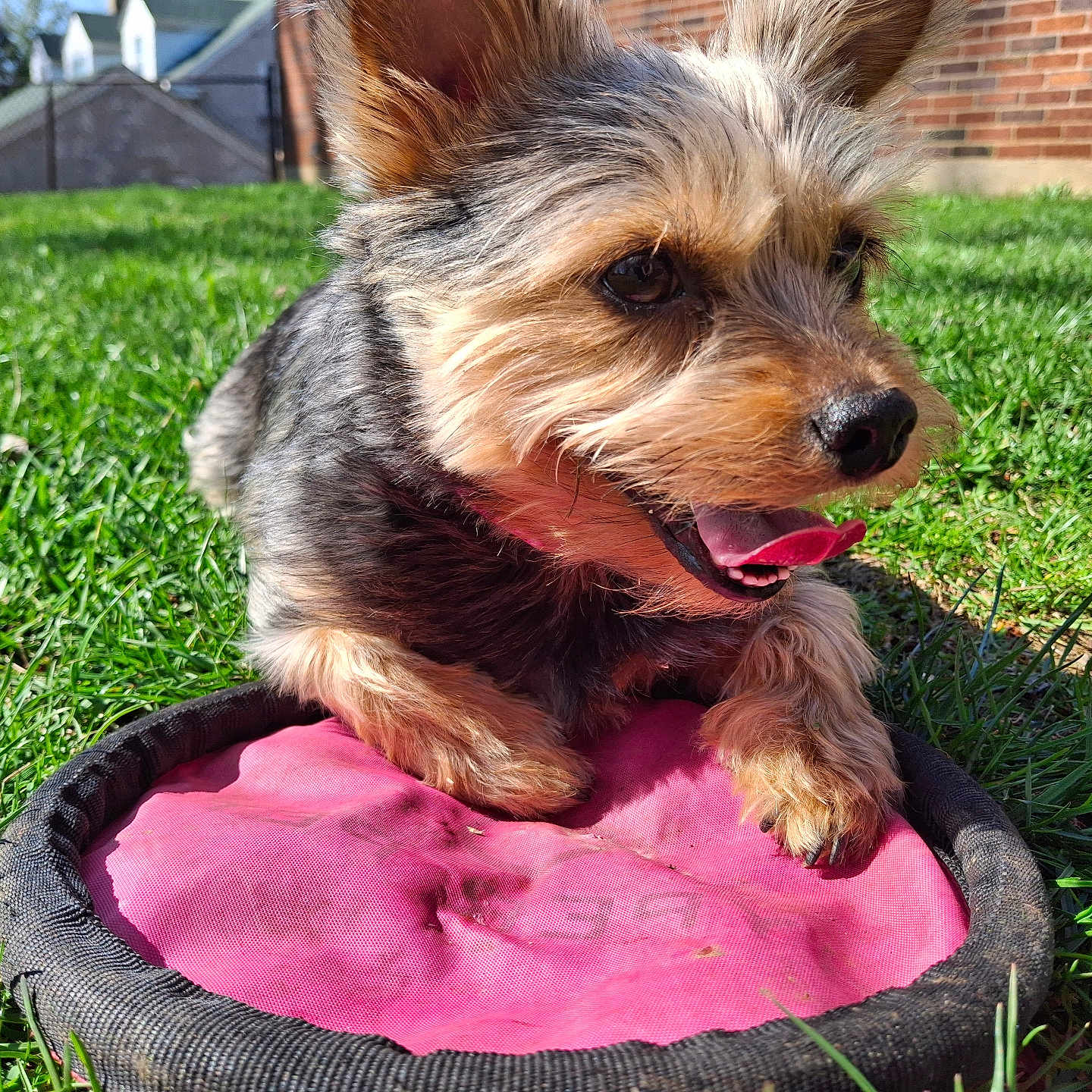 Storm is registered to the contest to win money with this photo: dog, small_dog, frisbee, pink, grass, outdoor, sunny, tongue_out, happy, pet, yard, ears, fur, playing, toy, brick_wall, greenery, closeup, daytime, animal
