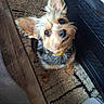 Storm joined the competition — help win amazing prizes! animal, black, brown, carpet, collar, cozy, cute, dog, ears, eyes, floor, fur, furniture, head_tilt, indoor, looking_up, pet, small_dog, tan, wooden_floor
