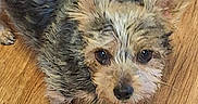 Storm is registered to the contest to win money with this photo: dog, small_dog, scruffy, ears, wooden_floor, pet, animal, fur, brown, black, white, looking_up, cute, indoors, flooring, canine, portrait, texture, closeup, curious