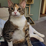 Sandy is registered to the contest to win money with this photo: animal, carpet, cat, cat_tree, curious, ears, feline, furniture, green_eyes, home, indoor, pet, plaid, portrait, relaxed, sitting, tabby, whiskers, white_chest, white_paws