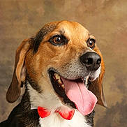 Othis participe au concours pour gagner de l'argent avec cette photo : dog, tongue_out, red_bow_tie, pet, portrait, happy, canine, brown_eyes, ears, fur, smiling, studio, background, close_up, animal, cute, domestic_animal, friendly, muzzle, sitting