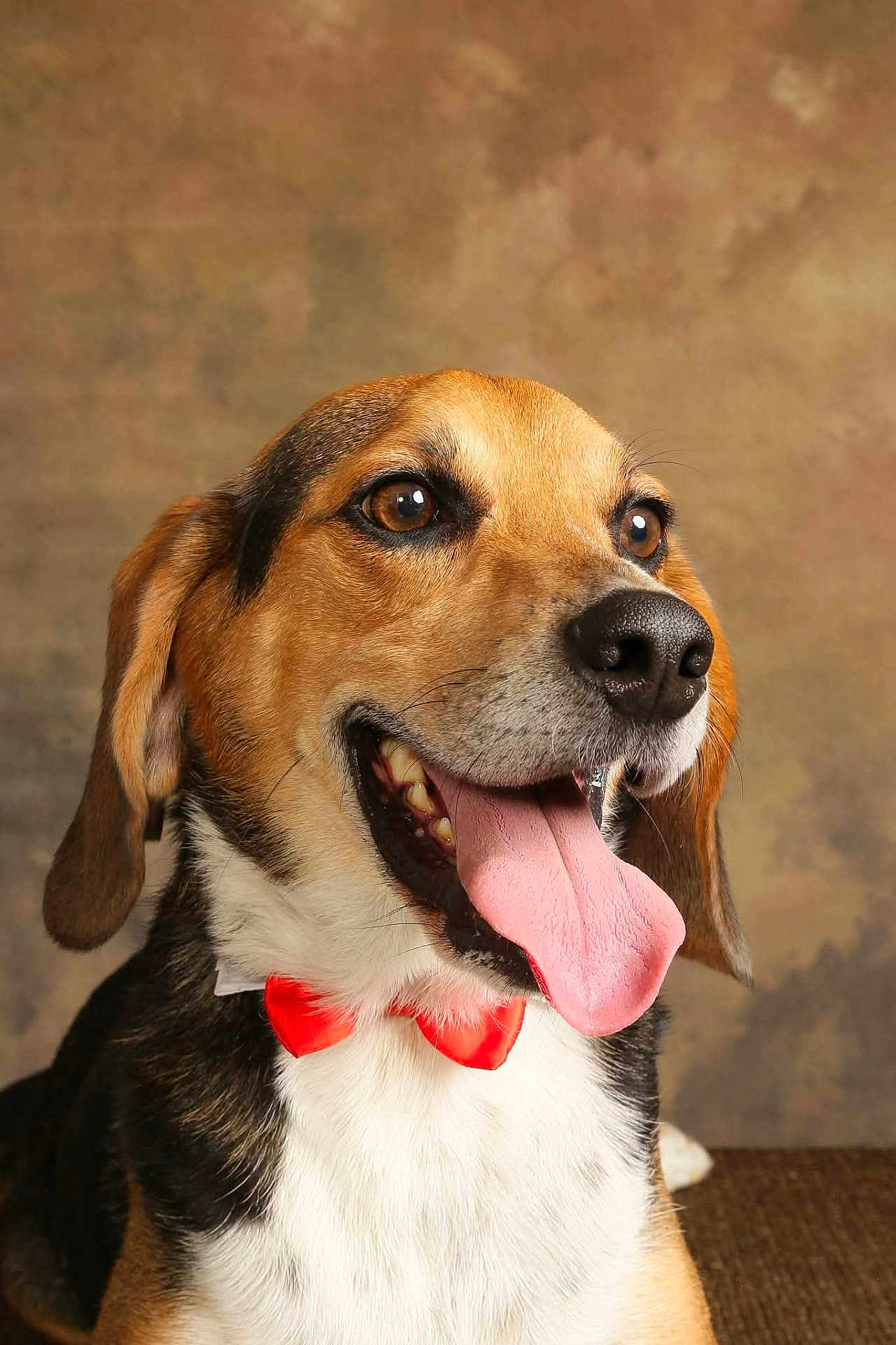 Othis participe au concours pour gagner de l'argent avec cette photo : dog, tongue_out, red_bow_tie, pet, portrait, happy, canine, brown_eyes, ears, fur, smiling, studio, background, close_up, animal, cute, domestic_animal, friendly, muzzle, sitting