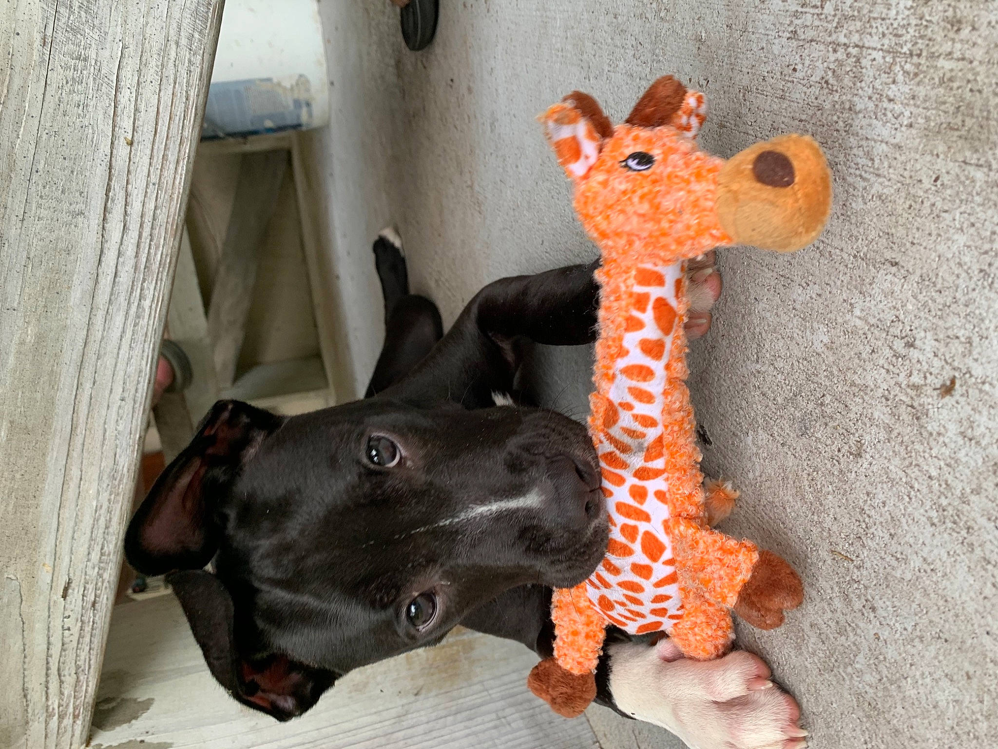 Dory is registered to the contest to win money with this photo: animal_figure, art, creative_arts, dog_breed, fashion_accessory, fawn, giraffe, giraffidae, liver, livestock, llama, mammal, sculpture, snout, stuffed_toy, tail, terrestrial_animal, toy, wood, working_animal
