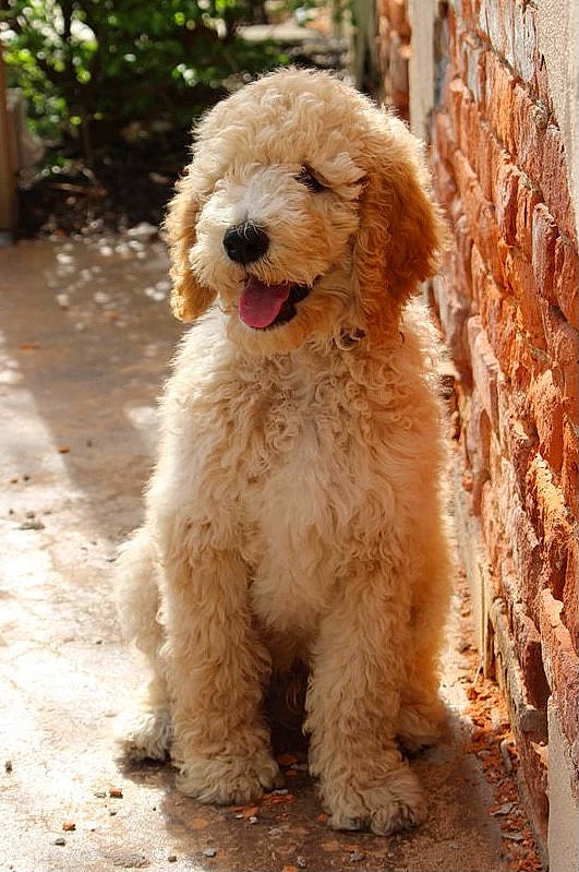 Nugget is registered to the contest to win money with this photo: canidae, carnivore, companion_dog, dog, dog_breed, fawn, fur, labradoodle, maltepoo, non_sporting_group, plant, poodle, snout, sporting_group, tail, terrestrial_animal, terrier, toy_dog, water_dog, working_animal