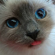 Moshi participe au concours pour gagner de l'argent avec cette photo : cat, close_up, blue_eyes, tongue_out, fur, whiskers, pet, animal, cute, face, muzzle, portrait, domestic_cat, feline, soft_light, indoor, curious, young_cat, pink_tongue, whiskers_visible