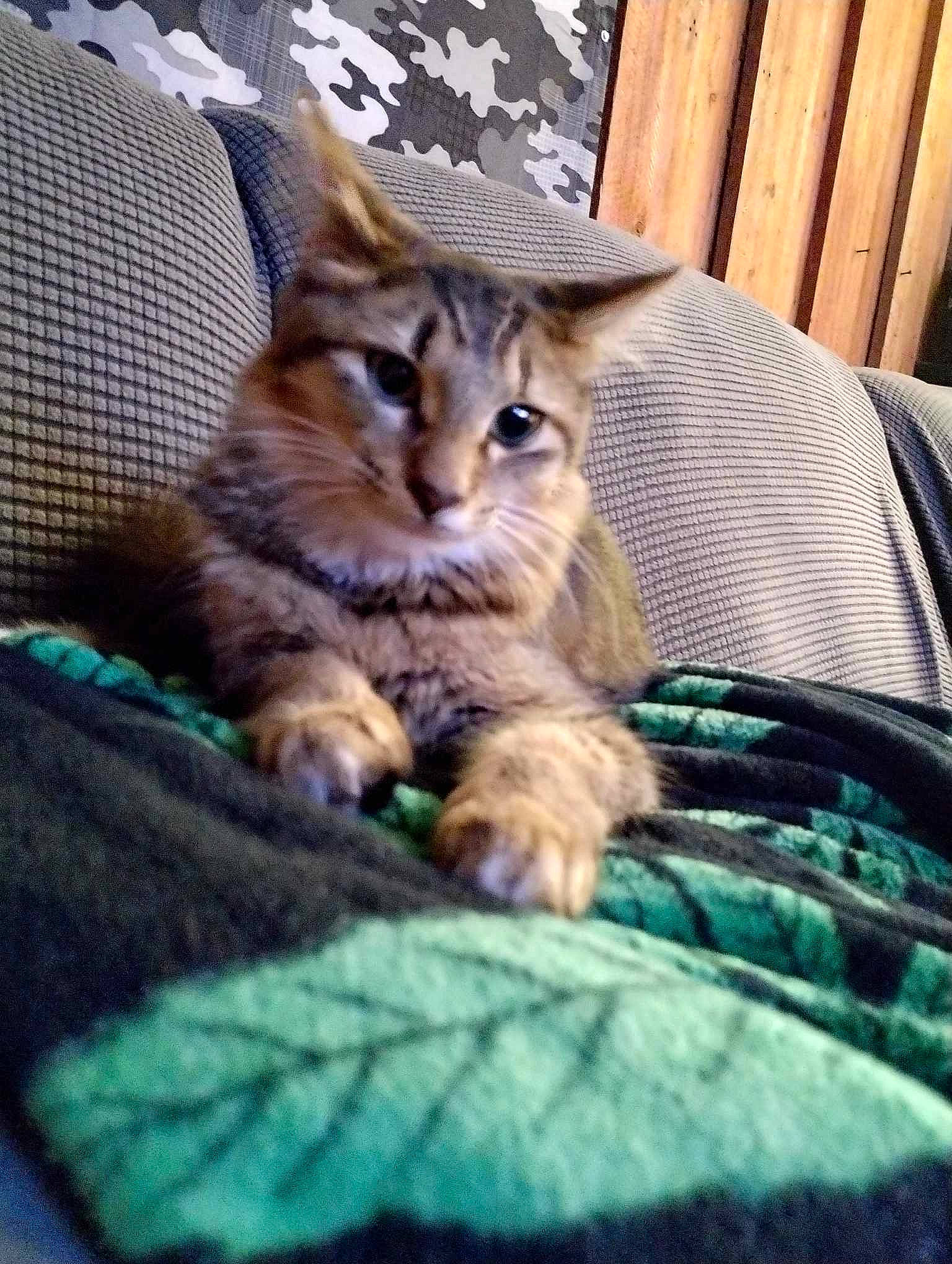 Astro joined the competition — help win amazing prizes! carnivore, cat, claw, comfort, domestic_short_haired_cat, felidae, fur, grass, linens, nap, paw, photo_caption, sitting, small_to_medium_sized_cats, tail, whiskers, wildlife, wood