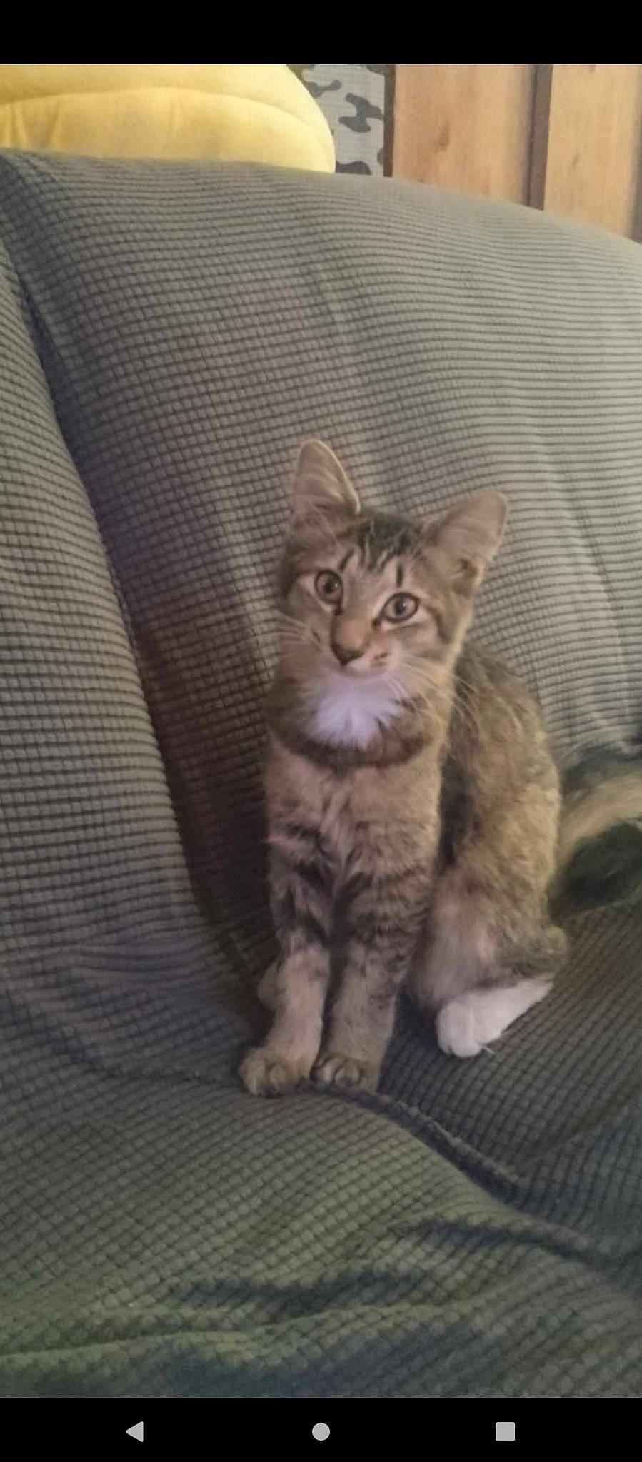 Astro is registered to the contest to win money with this photo: carnivore, cat, comfort, domestic_short_haired_cat, felidae, fur, paw, sitting, small_to_medium_sized_cats, snout, tail, terrestrial_animal, whiskers