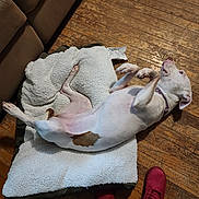 Diamond joined the competition — help win amazing prizes! dog, white_dog, brown_patch, pet_bed, fleece_bed, wooden_floor, red_boots, jeans, indoor, pet, lying_down, belly_up, paws_up, cozy, relaxed, home, floor, canine, playful, domestic