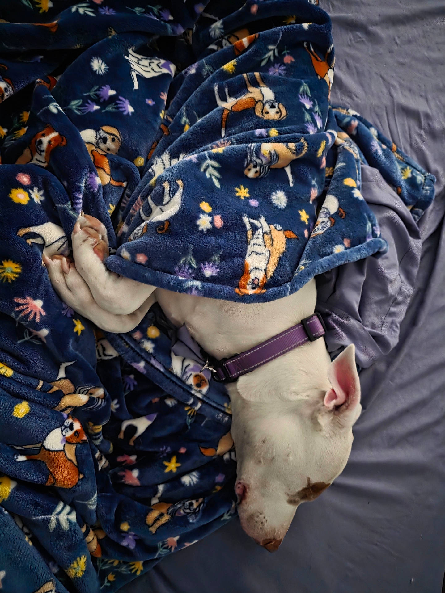 Diamond is registered to the contest to win money with this photo: animal, bed, blanket, covered, cozy, cute, dog, domestic_animal, fur, indoor, patterned_blanket, peaceful, purple_collar, relaxation, resting, side_view, sleeping, snuggled, soft_fabric, white_dog