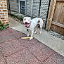 Diamond joined the competition — help win amazing prizes! dog, white_dog, brown_spots, chew_bone, paved_ground, chain_link_fence, wooden_gate, brick_wall, outdoor, pet, collar, happy, smiling, tail_up, side_view, concrete, grass, yard, playful, domestic_animal