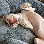 Diamond is registered to the contest to win money with this photo: dog, white_dog, pet, lying_down, fluffy_bed, relaxed, playful, paw, belly_up, close_up, indoor, canine, cute, sleepy, fur, animal, cozy, bed, nose, tongue