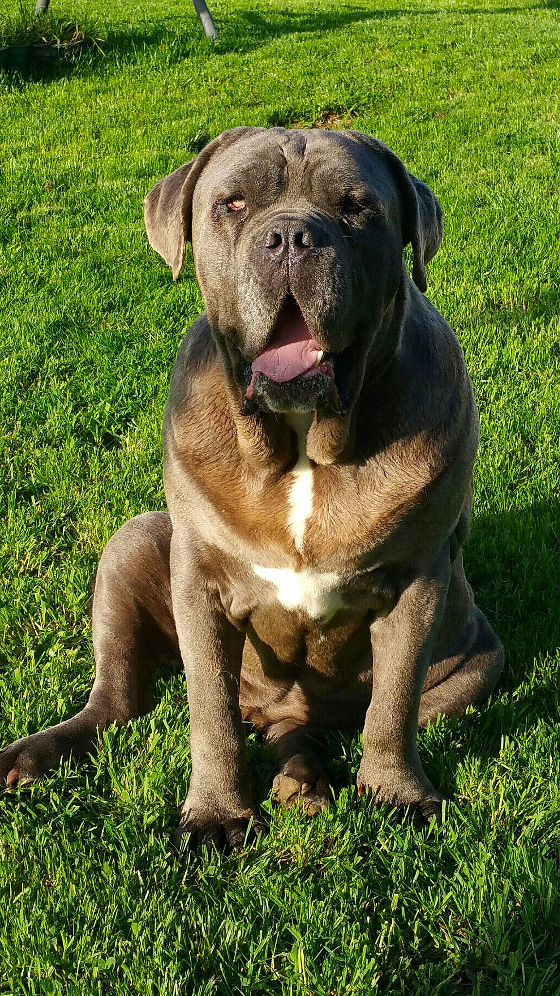 Falcko a rejoint le concours — aidez-le/la à gagner de superbes lots ! ancient_dog_breeds, canidae, carnivore, collar, companion_dog, dog, dog_breed, dog_collar, fawn, grass, liver, molosser, plant, snout, sporting_group, terrestrial_animal, whiskers, working_animal, working_dog, wrinkle