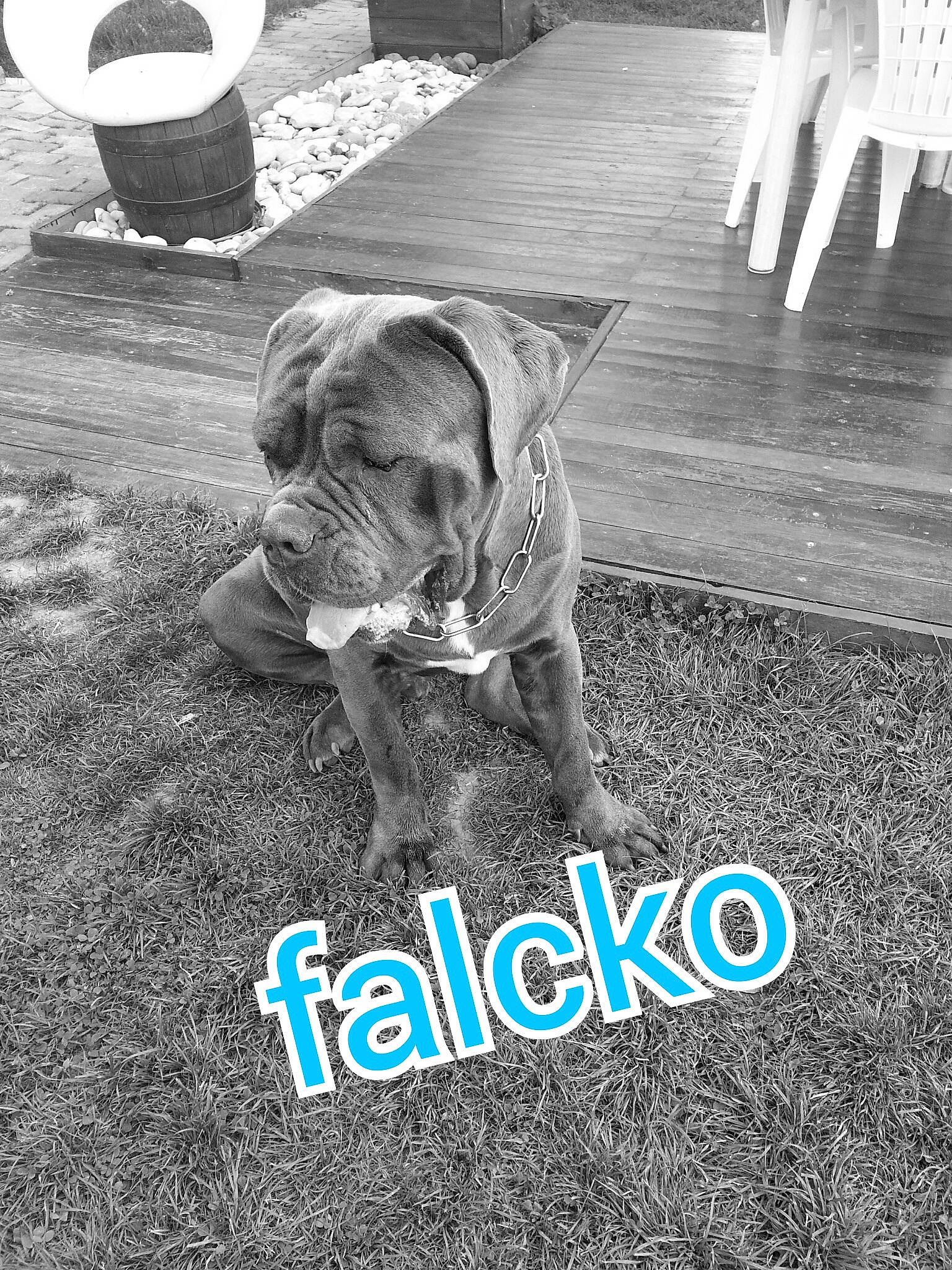 Falcko participe au concours pour gagner de l'argent avec cette photo : asphalt, black, black_and_white, carnivore, companion_dog, dog, dog_breed, dog_clothes, fawn, flooring, font, grass, grey, mammal, photograph, snout, style, toy_dog, white, working_animal