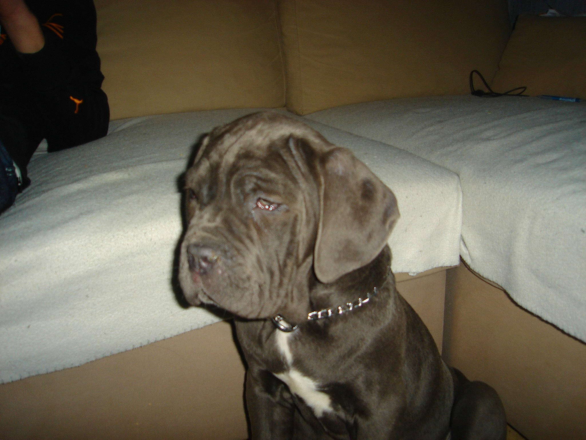 Falcko participe au concours pour gagner de l'argent avec cette photo : borador, canidae, carnivore, collar, comfort, companion_dog, dog, dog_breed, dog_collar, fawn, flooring, fur, guard_dog, gun_dog, liver, non_sporting_group, snout, sporting_group, whiskers, working_animal