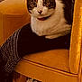 Eren participe au concours pour gagner de l'argent avec cette photo : cat, feline, pet, yellow_chair, upholstery, indoor, cozy, blanket, polka_dot, black_and_white_pattern, carpet, collar, whiskers, big_eyes, sitting, furniture, portrait, home, adorable, furry