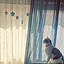 Eren a rejoint le concours — aidez-le/la à gagner de superbes lots ! cat, pet, indoor, curtains, window, sunlight, silhouette, blue_curtain, sheer_curtain, hanging_stars, collar, white_cat, tabby, looking_up, profile, windowsill, cozy, home_interior, soft_light, relaxing