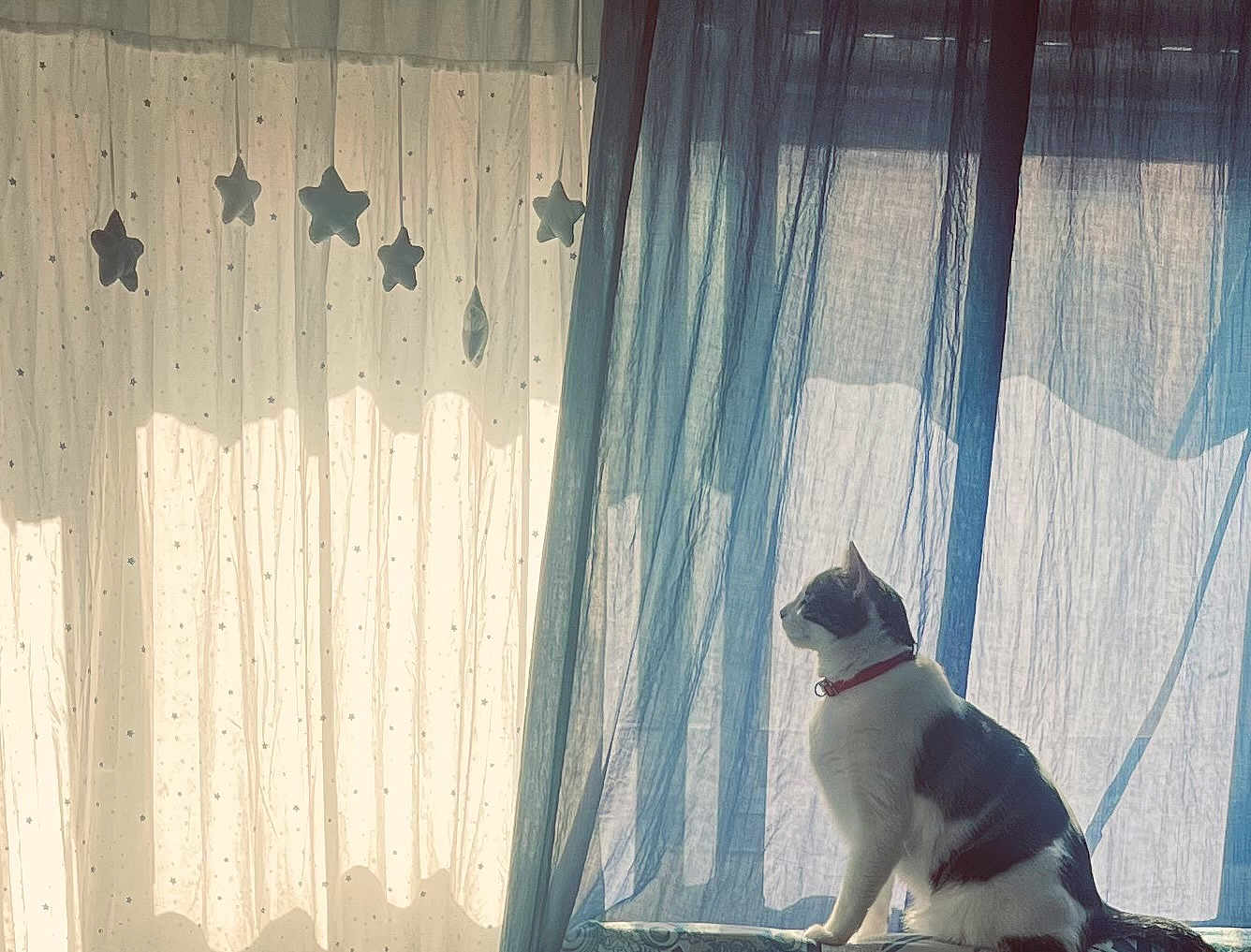 Eren a rejoint le concours — aidez-le/la à gagner de superbes lots ! cat, pet, indoor, curtains, window, sunlight, silhouette, blue_curtain, sheer_curtain, hanging_stars, collar, white_cat, tabby, looking_up, profile, windowsill, cozy, home_interior, soft_light, relaxing
