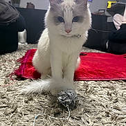Angel is registered to the contest to win money with this photo: cat, white_cat, gray_cat, toy, carpet, red_blanket, living_room, furniture, indoor, pet, animal, fluffy, playful, cute, closeup, sitting, whiskers, collar, household, relaxed