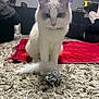 cat, white_cat, gray_cat, toy, carpet, red_blanket, living_room, furniture, indoor, pet, animal, fluffy, playful, cute, closeup, sitting, whiskers, collar, household, relaxed