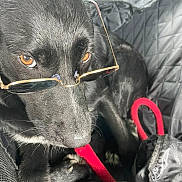 Paga participe au concours pour gagner de l'argent avec cette photo : dog, black_dog, glasses, leash, amber_eyes, pet, closeup, quilted_surface, black_fur, canine, accessory, looking_up, indoors, animal, portrait, cute, pet_accessory, red_leash, resting, companion