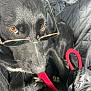 dog, black_dog, glasses, leash, amber_eyes, pet, closeup, quilted_surface, black_fur, canine, accessory, looking_up, indoors, animal, portrait, cute, pet_accessory, red_leash, resting, companion
