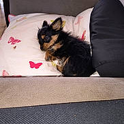 Aya a rejoint le concours — aidez-le/la à gagner de superbes lots ! puppy, dog, small_dog, black_and_tan, couch, pillow, butterfly_pattern, indoor, pet, fur, sleepy, cute, cozy, resting, home, animal, tiny, fluffy, relaxing, domestic