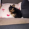 puppy, dog, small_dog, black_and_tan, couch, pillow, butterfly_pattern, indoor, pet, fur, sleepy, cute, cozy, resting, home, animal, tiny, fluffy, relaxing, domestic