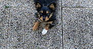 Aya a rejoint le concours — aidez-le/la à gagner de superbes lots ! puppy, dog, black_fur, brown_fur, white_paw, pet, animal, cute, outdoor, stone_pavement, texture, small, young, fur, looking_up, lying_down, adorable, playful, curious, companion