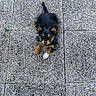 puppy, dog, black_fur, brown_fur, white_paw, pet, animal, cute, outdoor, stone_pavement, texture, small, young, fur, looking_up, lying_down, adorable, playful, curious, companion