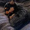 Aya participe au concours pour gagner de l'argent avec cette photo : dog, puppy, sleeping, curled_up, black_fur, brown_fur, blanket, cozy, indoor, pet, fur, cute, resting, animal, companion, small_dog, relaxing, soft, peaceful, cute_pet