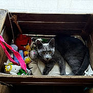 Baloo participe au concours pour gagner de l'argent avec cette photo : angry_bird_toy, animal, cat, colorful, cozy, curious, fabric, feline, floor, gray_cat, indoor, pet, playful, plush_toys, resting, rope, toy_mouse, wood, wooden_crate, yellow_eyes