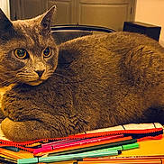 Baloo participe au concours pour gagner de l'argent avec cette photo : animal, cat, closeup, cozy, curious, ears, eyes, fur, furniture, gray_cat, indoor, markers, pencil_case, pens, pet, relaxed, stationery, table, whiskers, yellow_table