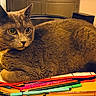 animal, cat, closeup, cozy, curious, ears, eyes, fur, furniture, gray_cat, indoor, markers, pencil_case, pens, pet, relaxed, stationery, table, whiskers, yellow_table