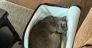 Baloo participe au concours pour gagner de l'argent avec cette photo : animal, cat, couch, cozy, curled_up, domestic_cat, fur, furniture, gray_cat, home, indoor, nap, pet_carrier, quiet, relaxation, resting, rug, sleeping, soft, wooden_floor