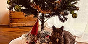 Baloo a rejoint le concours — aidez-le/la à gagner de superbes lots ! animal, apple, canine, cat, child, christmas, christmasdecorations, christmastree, dog, dogbed, female, festival, food, fruit, girl, hardwood, person, pet, plant, produce