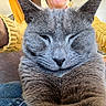 Baloo participe au concours pour gagner de l'argent avec cette photo : animal, cat, close_up, couch, cozy, cute, feline, fur, gray_cat, home, indoor, jeans, paw, person, pet, portrait, relaxed, smiling, whiskers, yellow_sweater